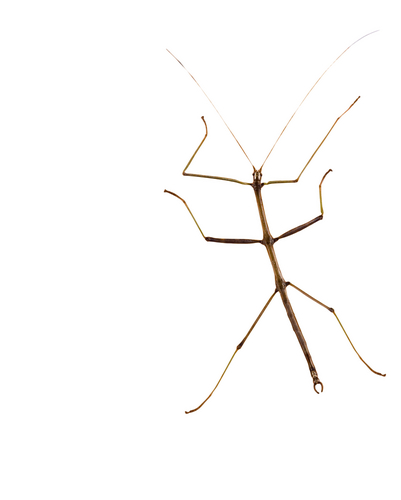 Stick insect